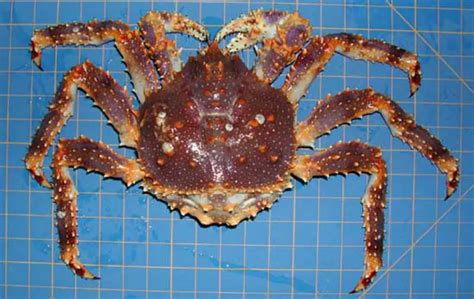 The Different Types Of Alaskan Crab