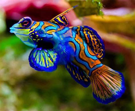 Mandarin Fish Scientific Name Pterosynchiropus Splendidus