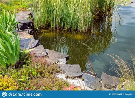 Artificial Pond With Reeds And Decorative Stone Stock Image Image Of