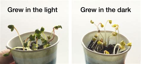 Can Plants Grow Without Light