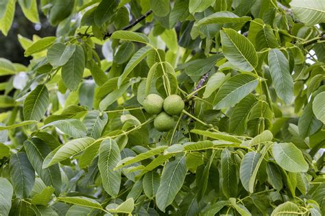 Black Walnuts Are Valuable Landscape And Lumber Trees But They Can Be