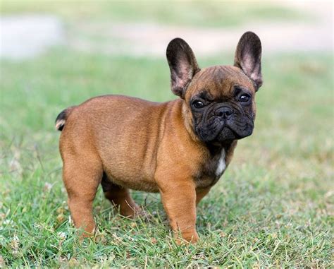 Few dogs are as recognizable as the french bulldog. European French Bulldog Breeders | Top Dog Information