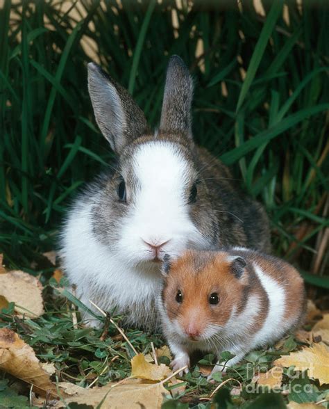 Rabbit And Hamster Photograph By Hans Reinhard Fine Art America