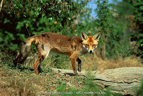 Red Fox Stock Photo Minden Pictures