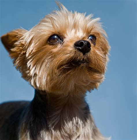 Yorkshire Terrier 15 Best Small Dog Breeds For Indoor Pets