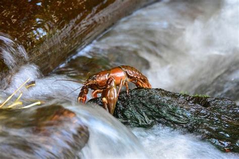 What Do Crayfish Eat In The Wild And As Pets Facts And Feeding Tips