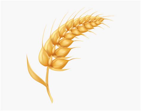 Transparent Wheat Plant Png - Rwanda 24