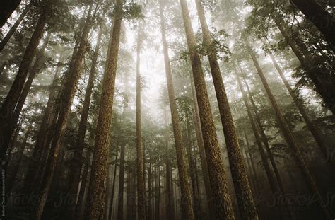 Foggy Forest By Stocksy Contributor Bethany Olson Stocksy