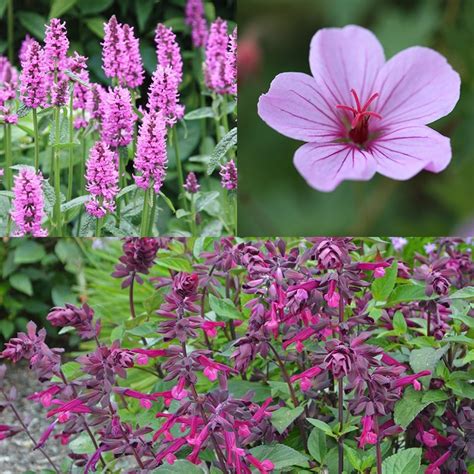 Buy Long Flowering Plant Combination Long Flowering Plant Combination