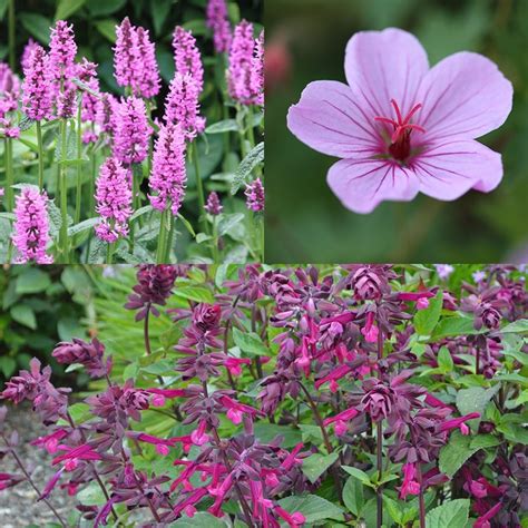 We did not find results for: Buy Long flowering plant combination Long flowering plant ...