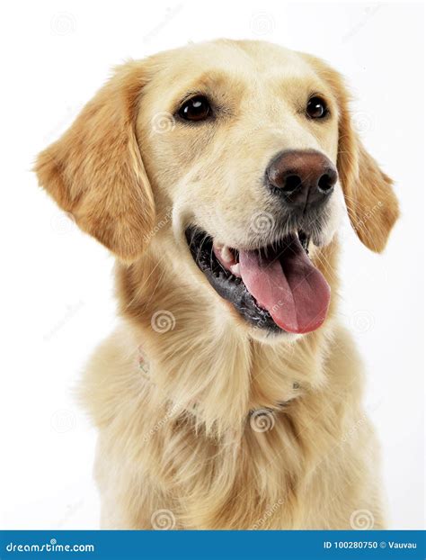 Portrait Of An Adorable Golden Retriever Puppy Stock Photo Image Of