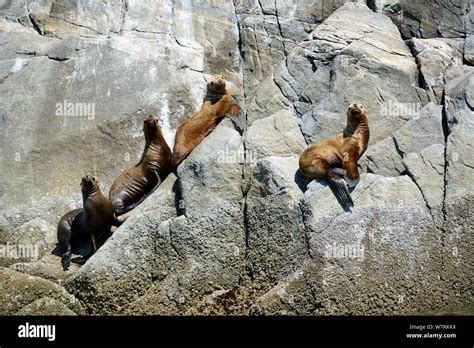 Group Of Sea Lions Hi Res Stock Photography And Images Alamy
