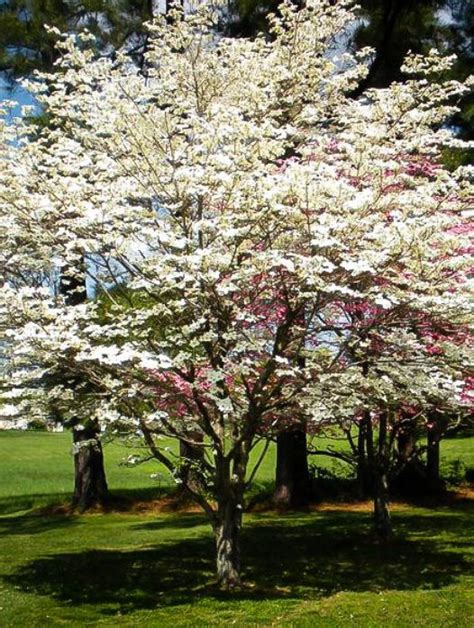 They do not mind some shade and in the wild. Buy Dogwood Trees | Dogwood Trees For Sale | The Tree ...