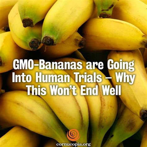 Gmo Bananas Are Going Into Human Trials Why This Wont End Well By
