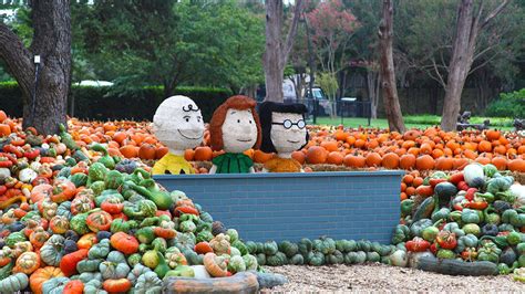 Childhood Dream Charlie Brown Themed Pumpkin Patch Opens At