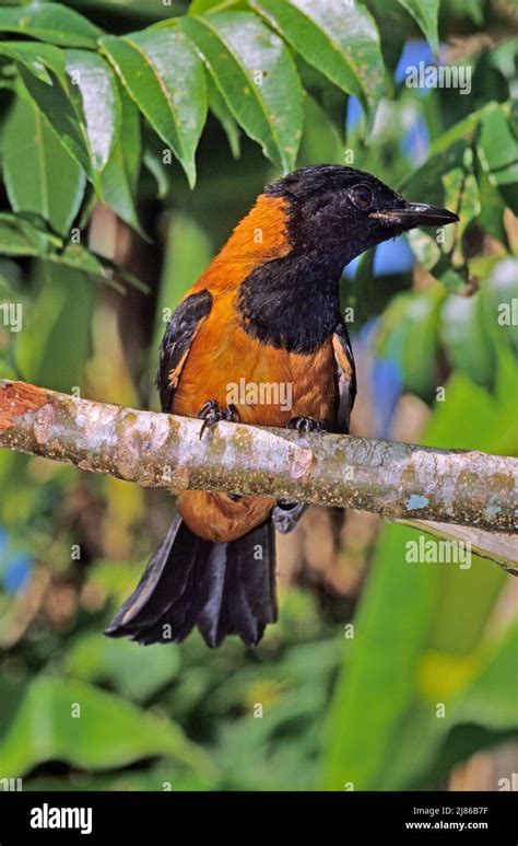 Hooded Pitohui Pitohui Dichrous On A Branch Poisonous Bird Papua