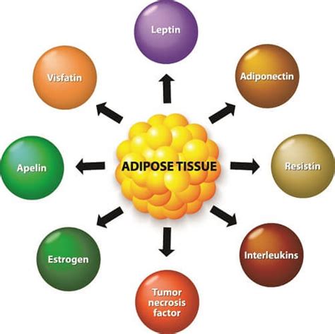 Adipose Tissue The Definitive Guide Biology Dictionary