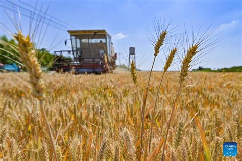 China Sees Growth In Summer Grain Harvestfocus News
