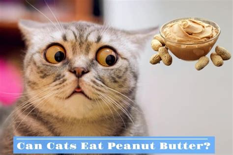 Can Cats Eat Peanut Butter The Ultimate Answer And Expert