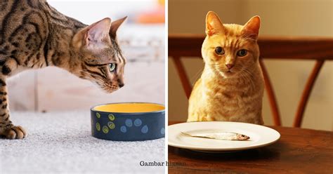 Karena tempat tinggal yang tidak nyaman untuk kucing juga dapat membuat mereka stres. Ini Makanan Yang Tidak Boleh Kucing Makan. Salah Makan ...