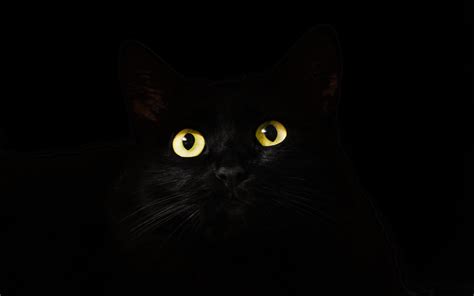 Download 3840x2400 Wallpaper Black Cat Muzzle Animal