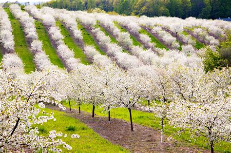 Ideally set in the hakata ward district of fukuoka, the blossom hakata premier is situated 200 metres from fujita park, 500 metres from mangyoji temple and 500 metres from kushida shrine. Cherries on the tree traverse | The Cherry Blossoms Appear ...