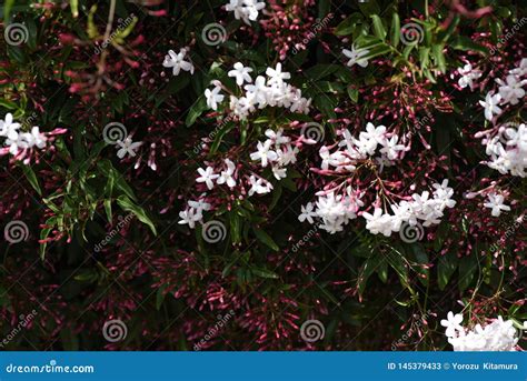 Pink Jasmine Stock Image Image Of Jasmine Beauty Beautiful 145379433