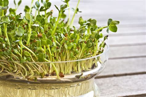 Alfalfa Sprouts Guide How To Grow Alfalfa Sprouts 2022 Masterclass