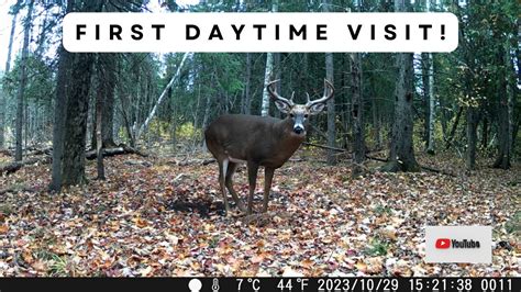 Whitetail Buck Works Scrape During Daylight Trail Cam Videos Youtube