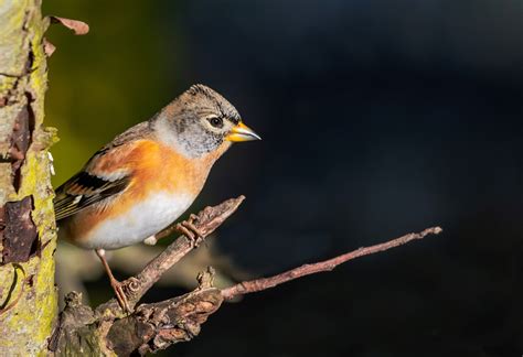 Birds Winging Their Way Back To Gardens This Week Birdwatch Ireland