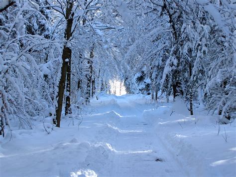 Snowy Forest Path