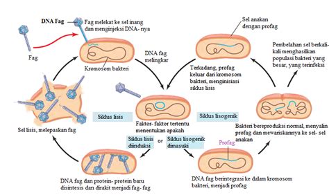 Reproduksi Virus Fag Siklus Lisogenik BELAJAR BIOLOGI