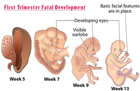 Stages Of Pregnancy Torontek
