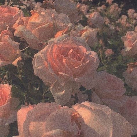 Peach Aesthetic Pastel Pink Aesthetic Flower Aesthetic Aesthetic