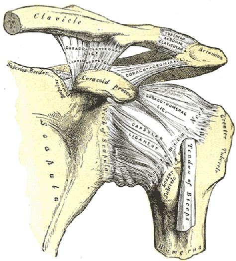 Shoulder Anatomy Function Bones Ligaments Cartilage Tendons Bursa