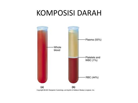 Komposisi Darah Dan Fungsinya - vrogue.co