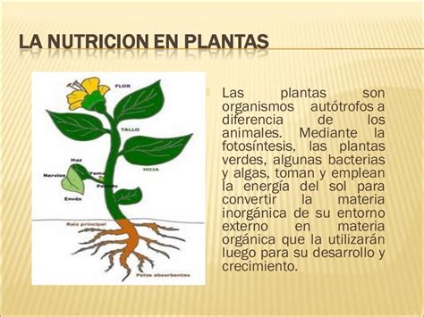 Funciones De Las Plantas Funciones De Nutricion Cloro Vrogue Co