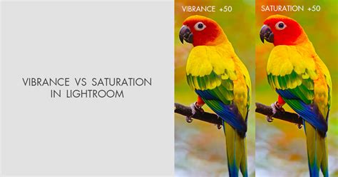 Vibrance Vs Saturation In Lightroom Full Comparison