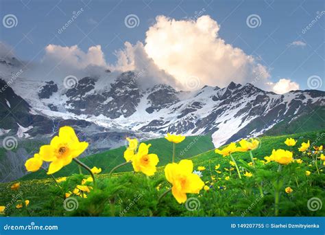 Summer Mountains Yellow Flowers In Green Mountain Valley Alpine