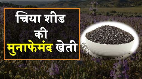 Chia Seeds Benefits In Hindi चिया सीड Farming Of Chia Seeds Youtube