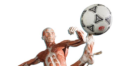 Body Worlds Coming To New Portland Science Center