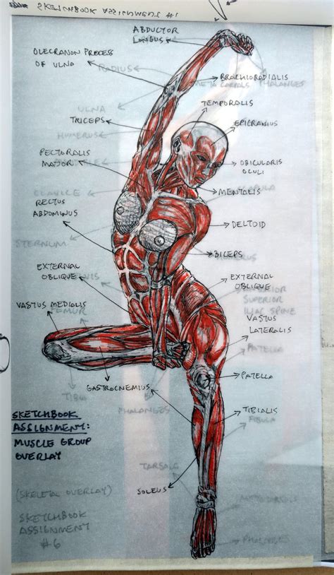 Male Figure Drawing Figure Drawing Reference Anatomy Reference Life