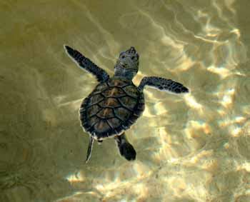 It is the only extant species in the genus eretmochelys. The Good, the Bad & the Ugly… | URBAN EXTENSION