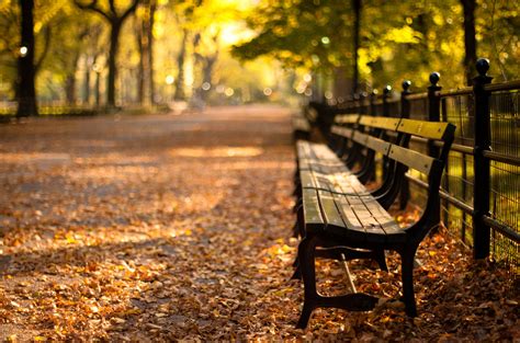 Brown Outdoor Bench Surrounded By Dried Leaves In Tilt Shift Lens