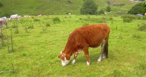 Heap Clough Haslingden Grane Cattle Robert Wade Wadey Flickr