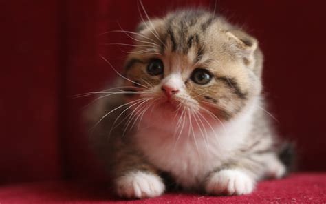 Download Wallpapers 4k Scottish Fold Kitten Pets Cats Felis Catus