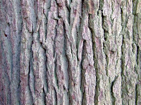 Beech Tree Bark Texture Clipart