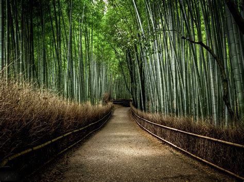Bamboo Forest Japan Computer Wallpaper Wallpapersafari