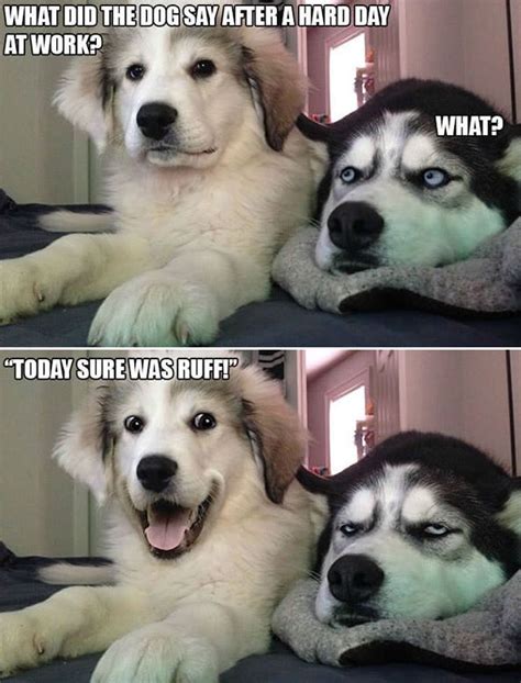 10 Punny Dog Jokes That This Husky Is Sick Of Hearing Funny Dog Jokes