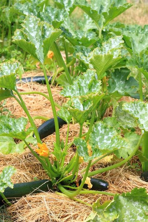 Raised bed gardening raised beds + 2 to 3 mulch 12 to 15 bed don't use garden soil. Zucchini In Our Organic Permaculture Garden With Mulch ...